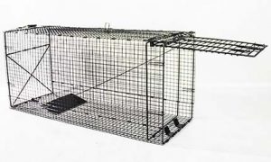 32 inch Medium Folding Live Trap, 914048