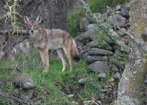 https://humaneway.com/wp-content/uploads/2019/08/Coyote-300x214.jpg